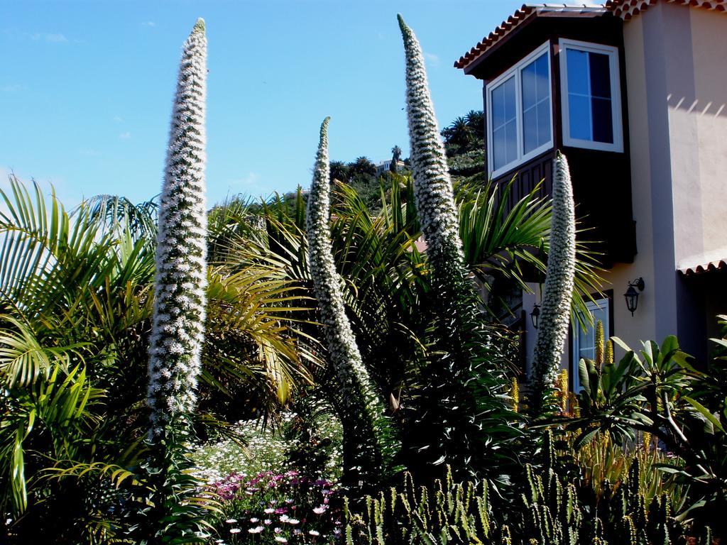 Apartamento Mar Y Teide 绍萨尔 客房 照片